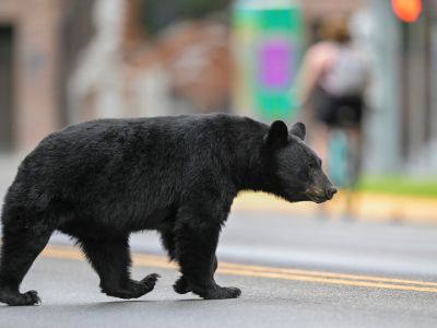 Bear walking on road in Missoula