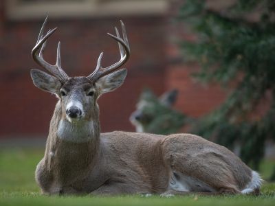 Buck resting on UM campus