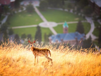 Fawn in dried grass
