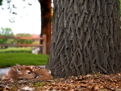 Fawn on UM campus