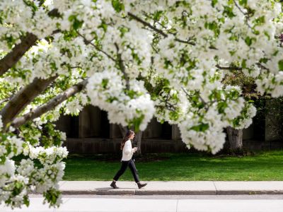 Woman walking on UM campus with trees bursting with white spring blooms