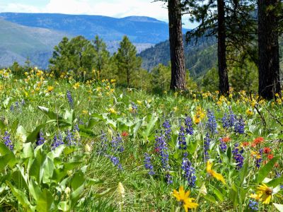 MT wildflowers
