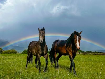 Two horses under rainbow