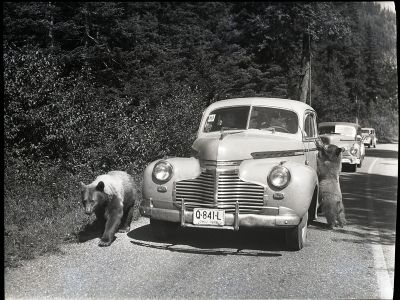 Bears on the road near Avalanche Campground, Glacier National Park, �����ؿ�. Three automobiles are pulled over onto the side of the road. One bear has its front paws on the door of the automobile in front of the row of cars. Photograph number 92-2120.