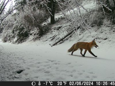 fox in snow