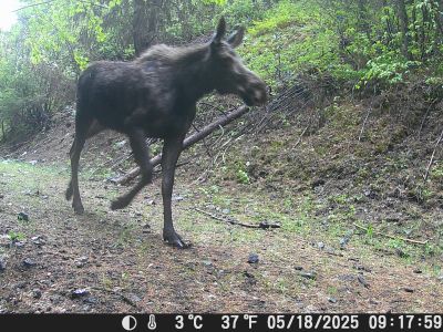 moose walking down trail
