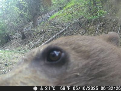 bear looking at the camera