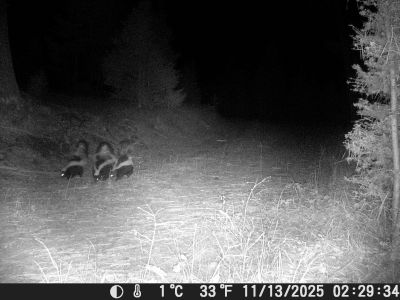three skunks in the dark