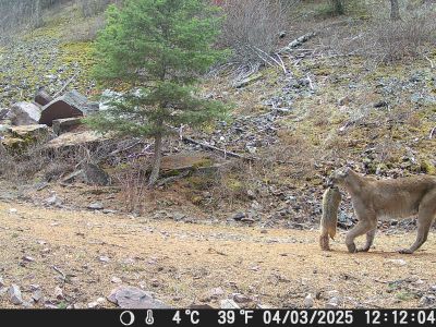 mountain lion carrying prey