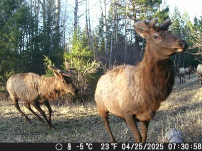 elk herd