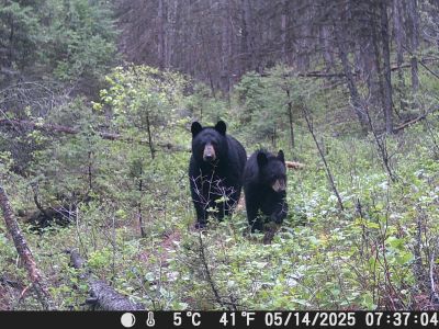 black bears
