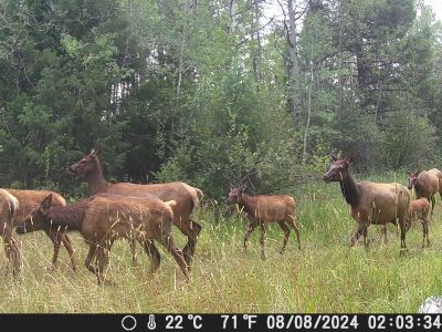 elk herd