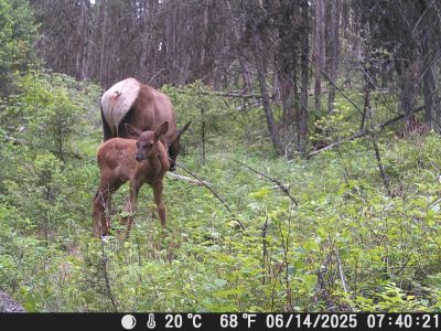 elk fawn with mother