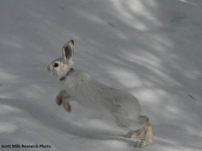 hare jumping through the snow