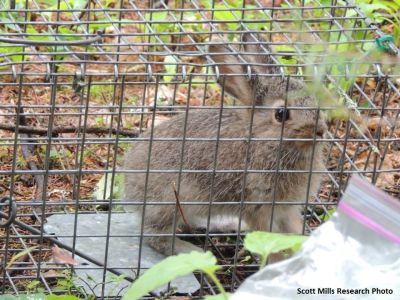 hare in cage
