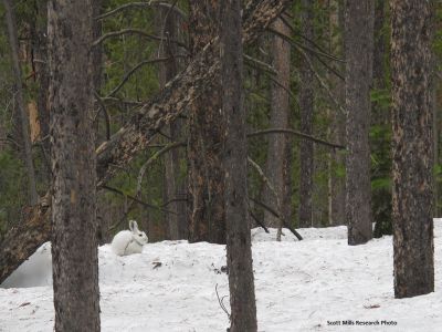 hare on the snow in some trees
