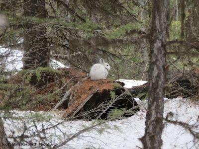 hare on a log in the snow