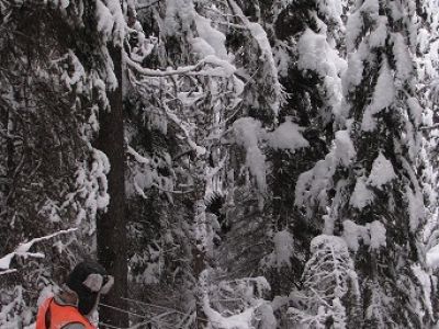 lab member using equipment in some snow covered trees