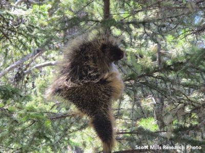 porcupine climbing a tree