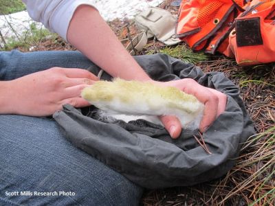 foot of a hare being marked