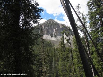 snowy mountain in the distance