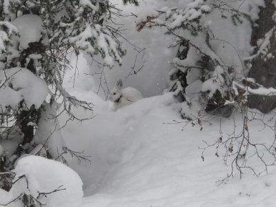 hare in a snowy scene