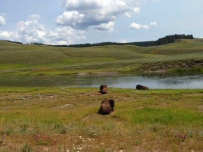 Bison lay down in field by a pond