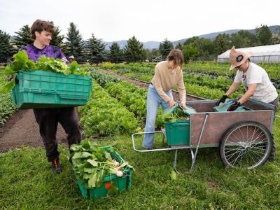 UM students work on picking vegetables at the PEAS Farm