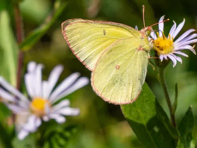 A green butterfly lands on a flower on a sunny day.