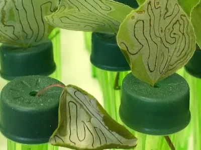 plant leaves in green beakers in a lab