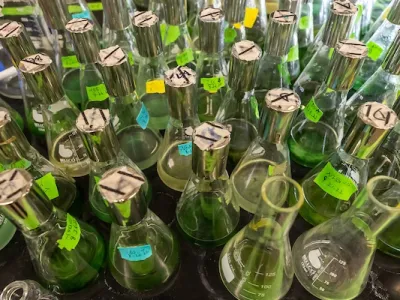 Samples from fruit flies in beakers in the Evolutionary Genomics lab in the Interdisciplinary Sciences Building on the �����ؿ� campus.