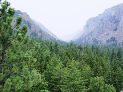 Pine trees in smoky valley.