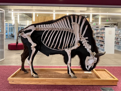 Bison Exhibit 2