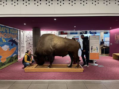 Bison Exhibit