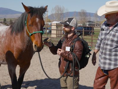 student horse