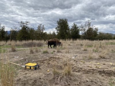 Bison grazing