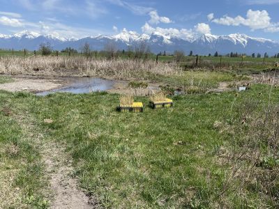 Planting near Sabine Creek