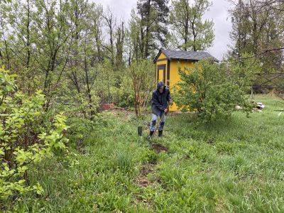 Farmer planting a Blue Elderberry