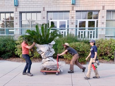 Head Gardener Anna and members of Missoula Plant Exchange move a huge plant on a cart