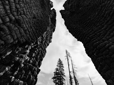 black and white photo looking upward between two burned and scaled trees with more lightly burned pines in the background