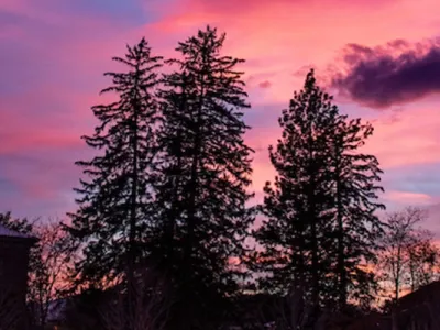 A stand of pine trees are silhouetted by a colorful sunset