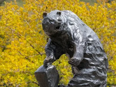 The Grizzly Bear Statue at UM with yellow leaves on trees in the background