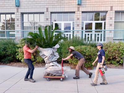 Head Gardener Anna and members of Missoula Plant Exchange move a huge plant on a cart