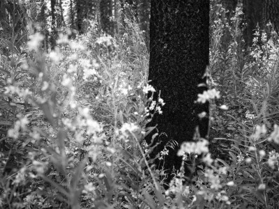 blurred photo of plants with tree trunks in backdrop, black and white