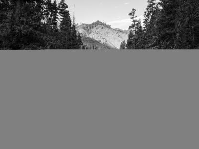 black and white photo of a river and fir trees looking down at a burned hillside