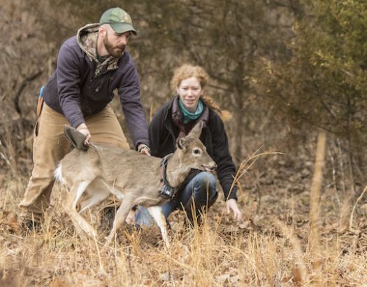 Students out in the field working with deer