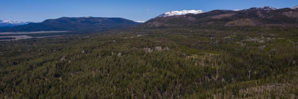 forest seen from above with a snowy mountain in the background