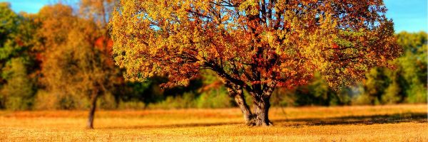 tree covered in fall colored leaves