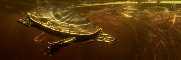 A turtle is observed swimming underwater during a UM research project