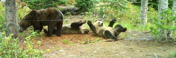 grizzly bear standing will two cubs playing and rolling on the ground
